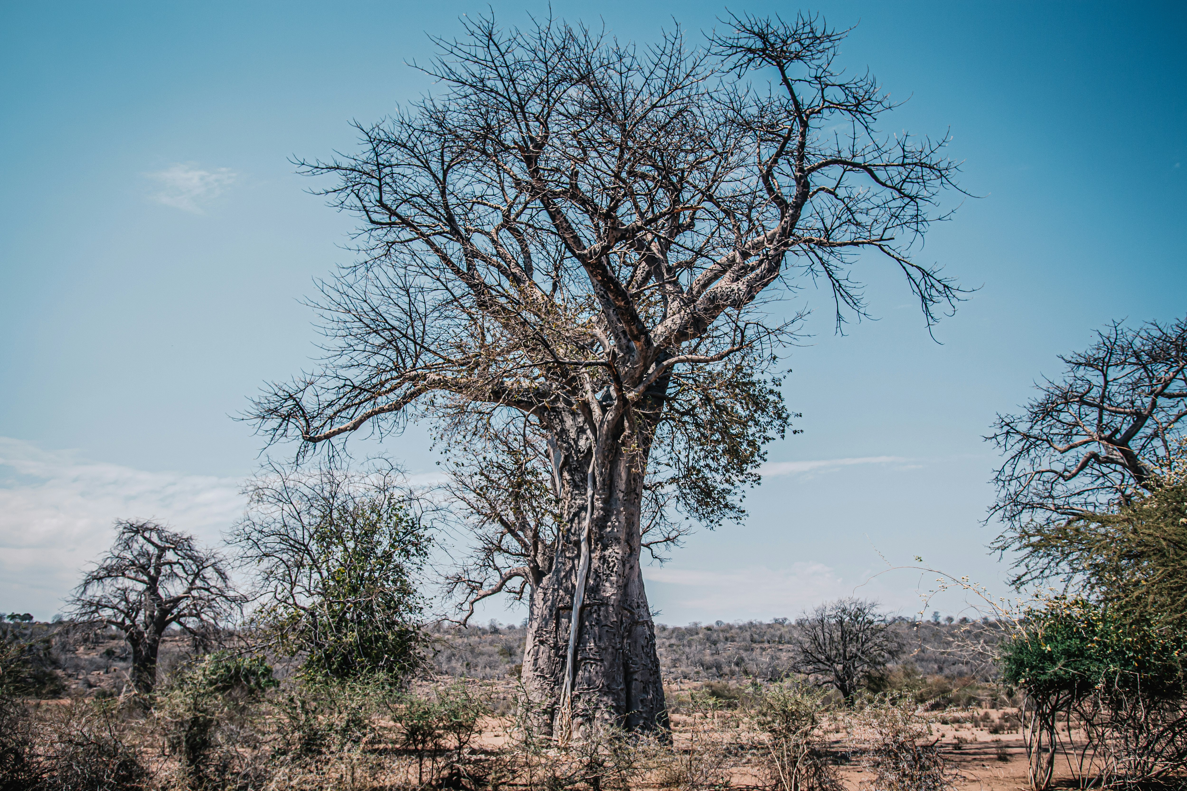 bare tree